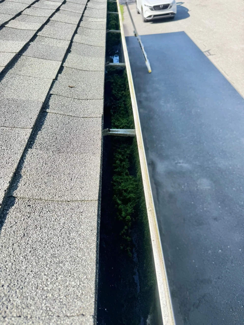 Greenery and buildup filling the gutter before cleaning